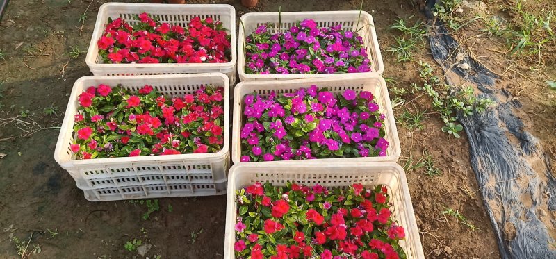 山东青州长春花基地直发可视频看货量大价优