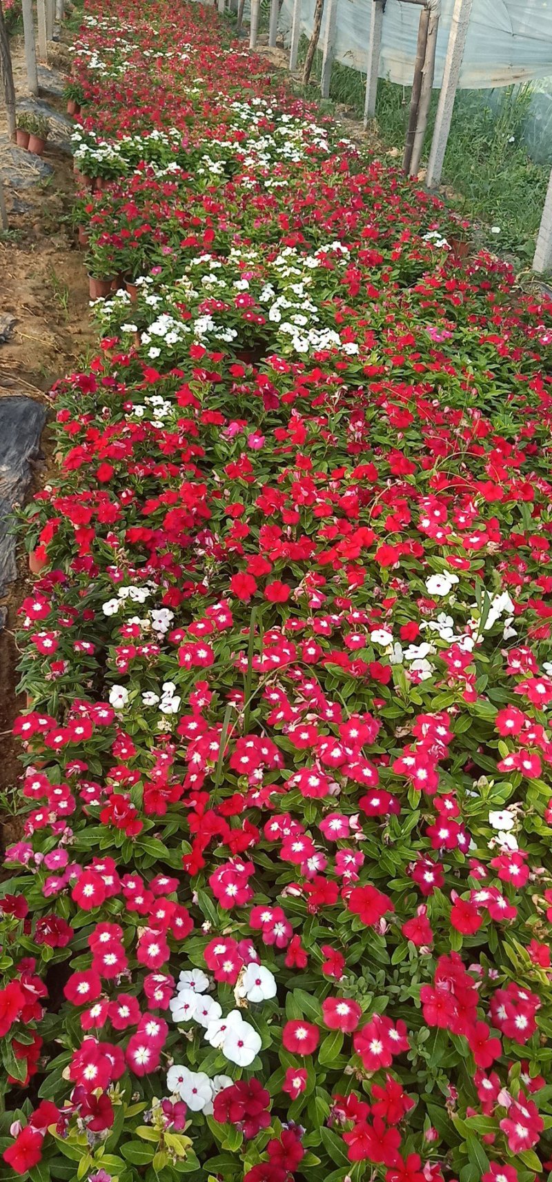 山东青州长春花基地直发可视频看货量大价优