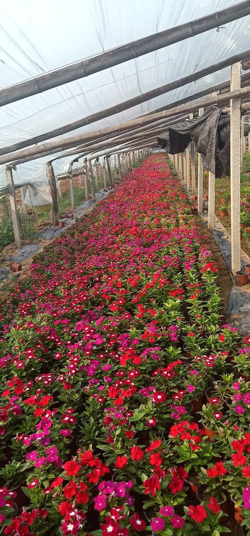 山东青州长春花基地直发可视频看货量大价优