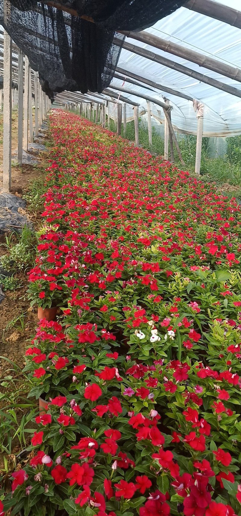山东青州长春花基地直发可视频看货量大价优