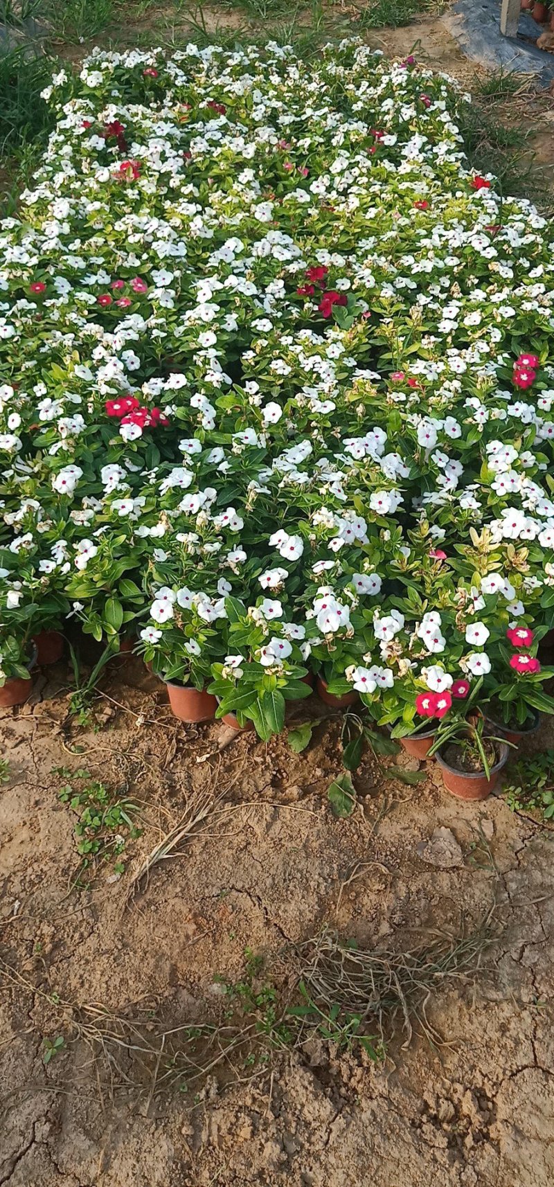 山东青州长春花基地直发可视频看货量大价优