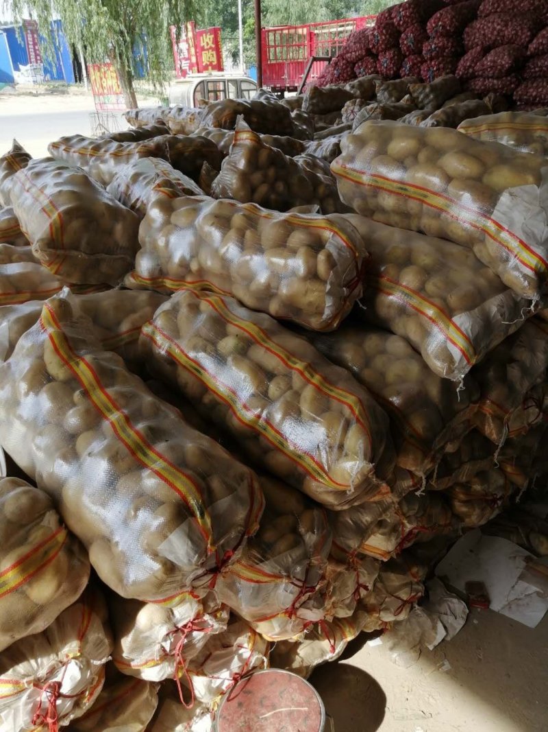 精品黄皮土豆，河南新沃土土豆产地供货，保质保量可发