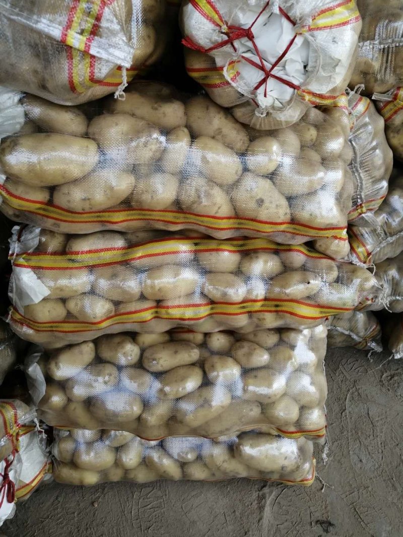 精品黄皮土豆，河南新沃土土豆产地供货，保质保量可发