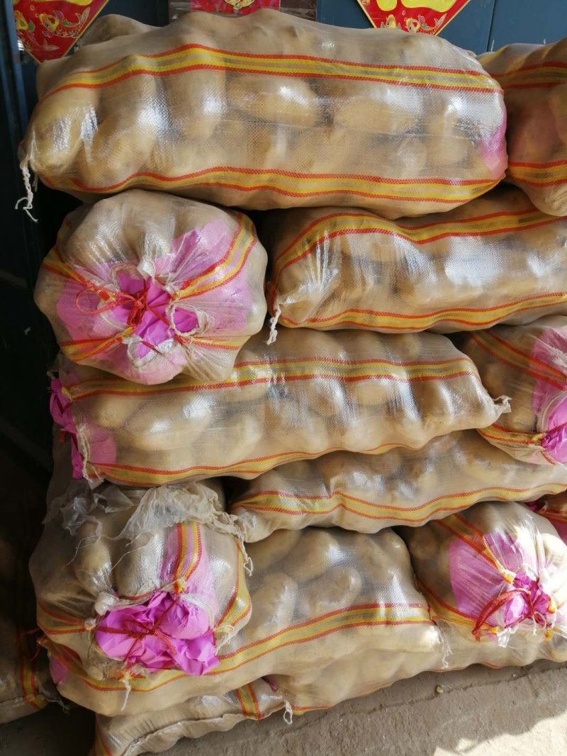 精品黄皮土豆，河南新沃土土豆产地供货，保质保量可发