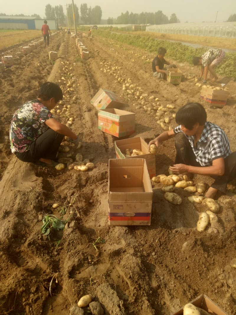 【热销】河北石家庄沙土地荷兰十五806土豆