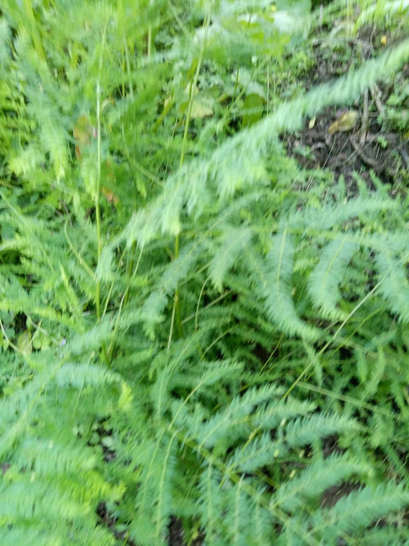 天门冬