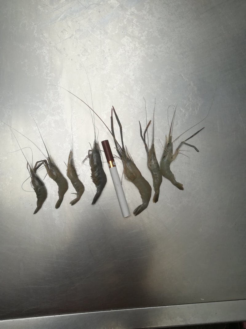 冰鲜河虾冻虾，大量现货