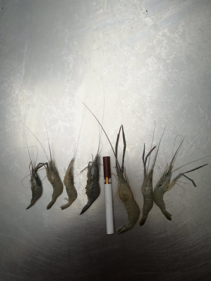 冰鲜河虾冻虾，大量现货