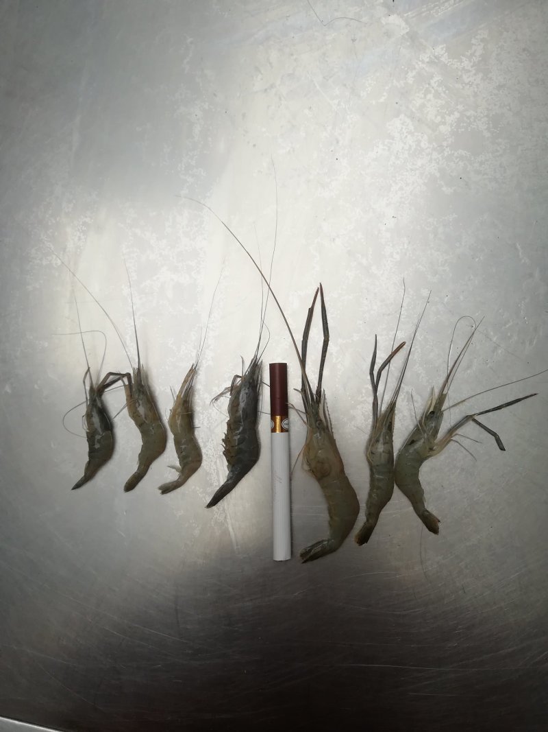 冰鲜河虾冻虾，大量现货