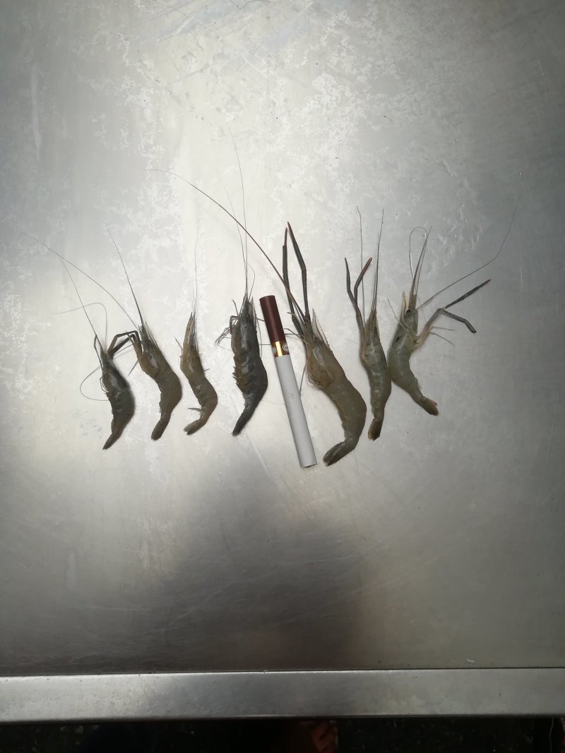 冰鲜河虾冻虾，大量现货