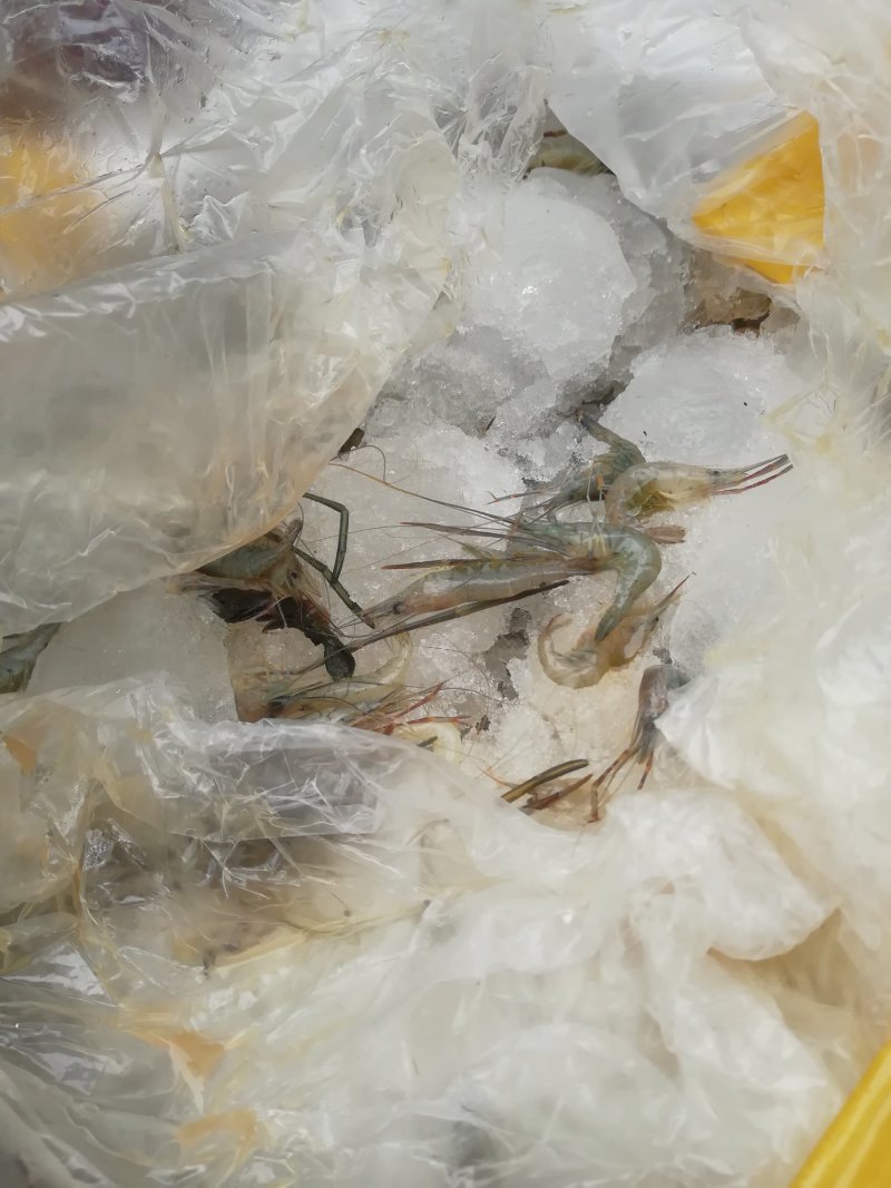 冰鲜河虾冻虾，大量现货