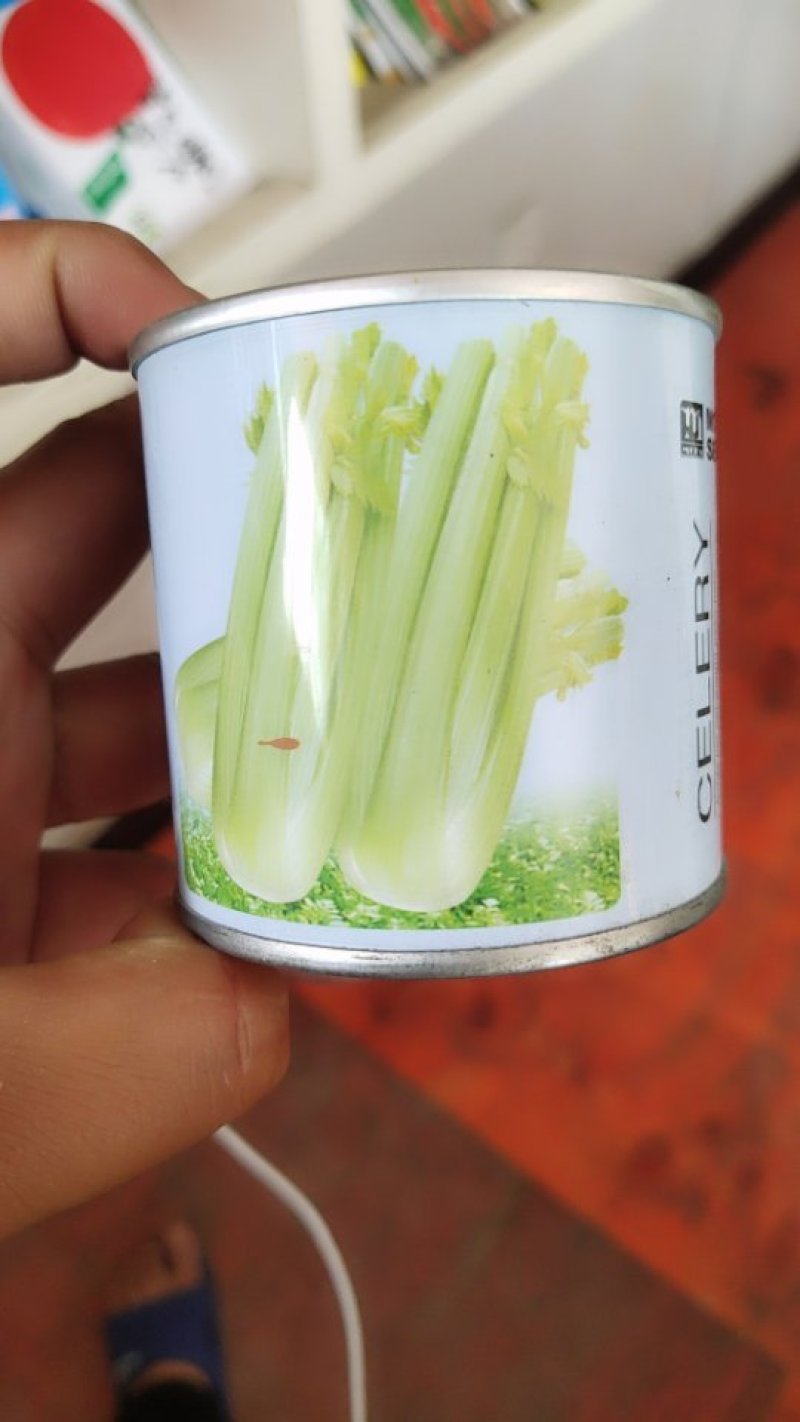 芹菜种子