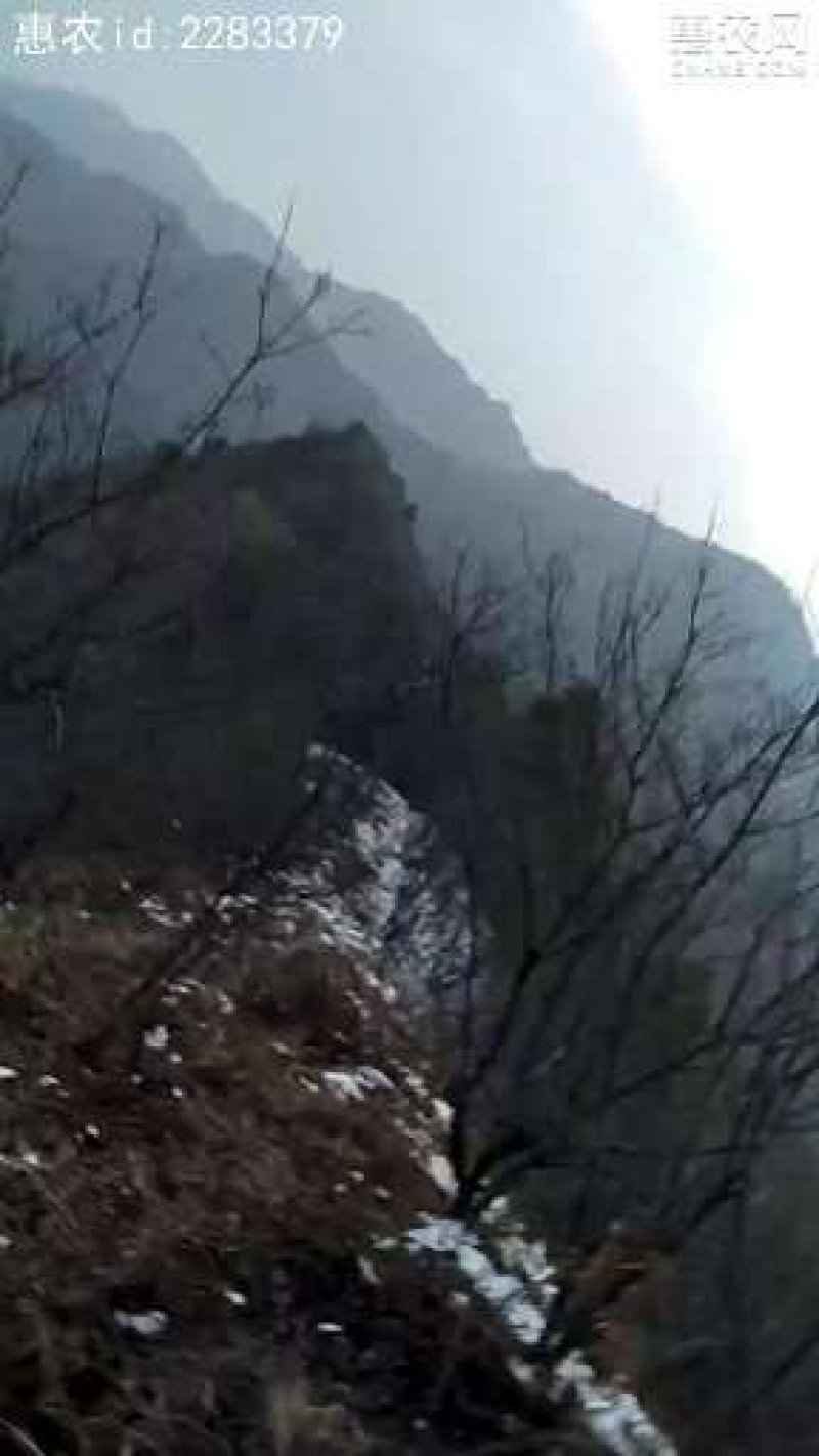 纯野生朱砂点儿茅苍术全撞皮符合药典标准可开发