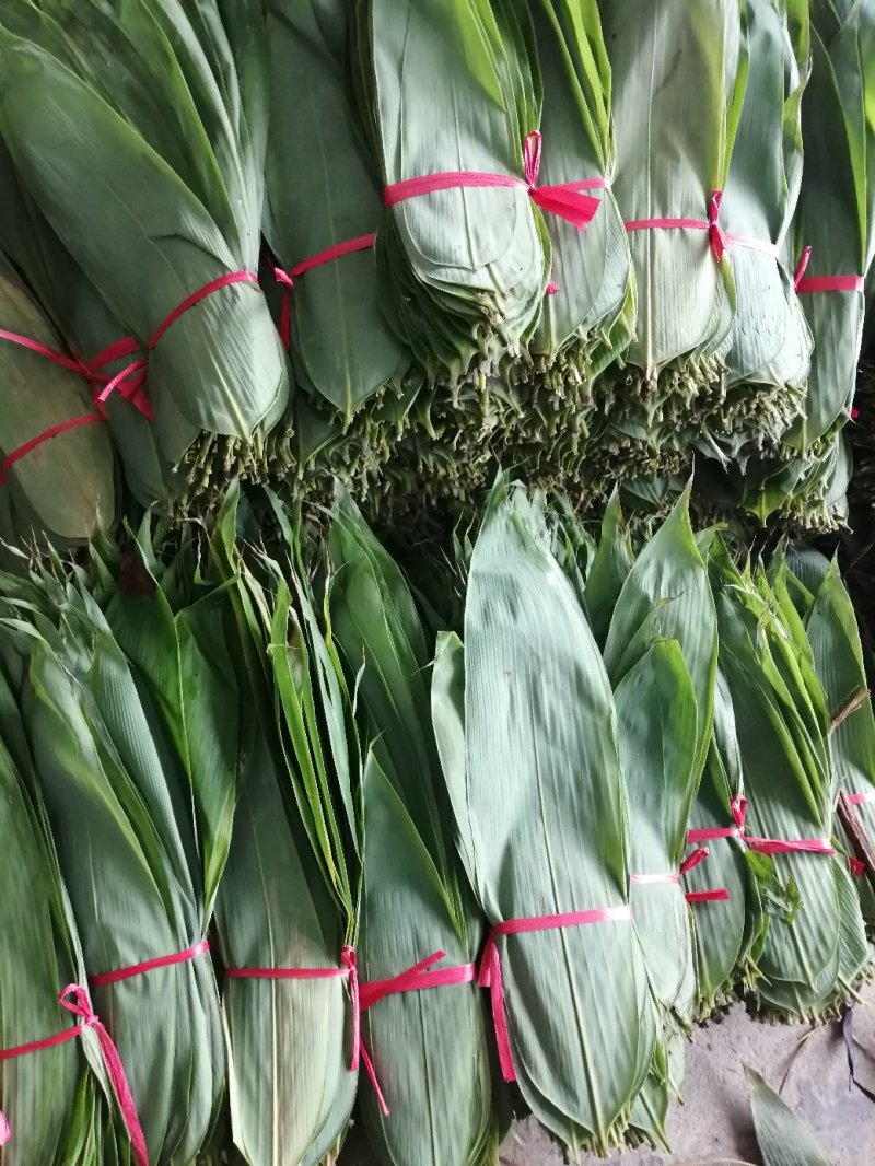 大量粽叶出售鲜叶干叶匀有合作共赢