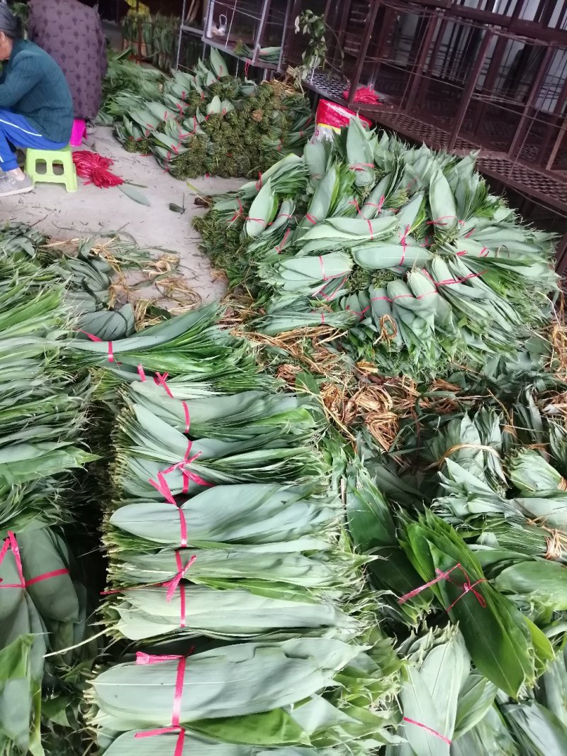大量粽叶出售鲜叶干叶匀有合作共赢