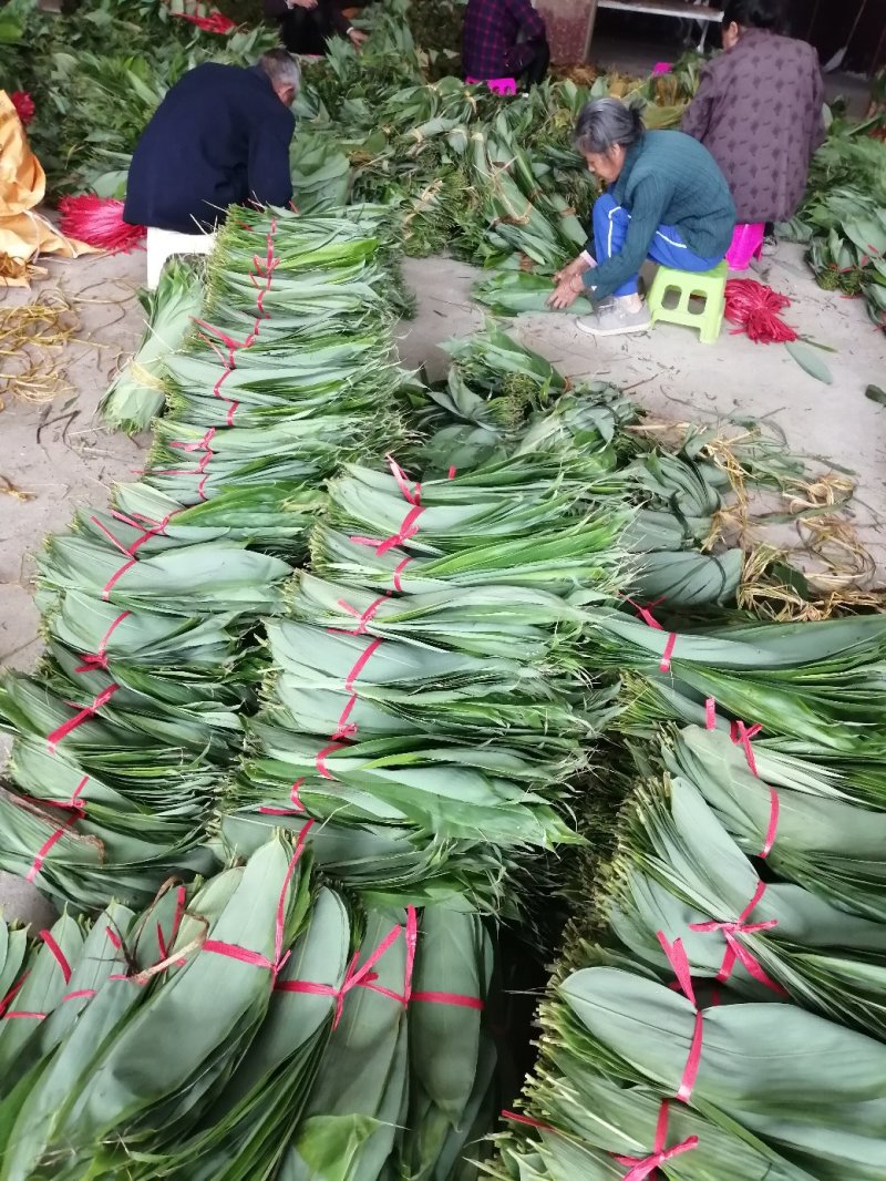 大量粽叶出售鲜叶干叶匀有合作共赢