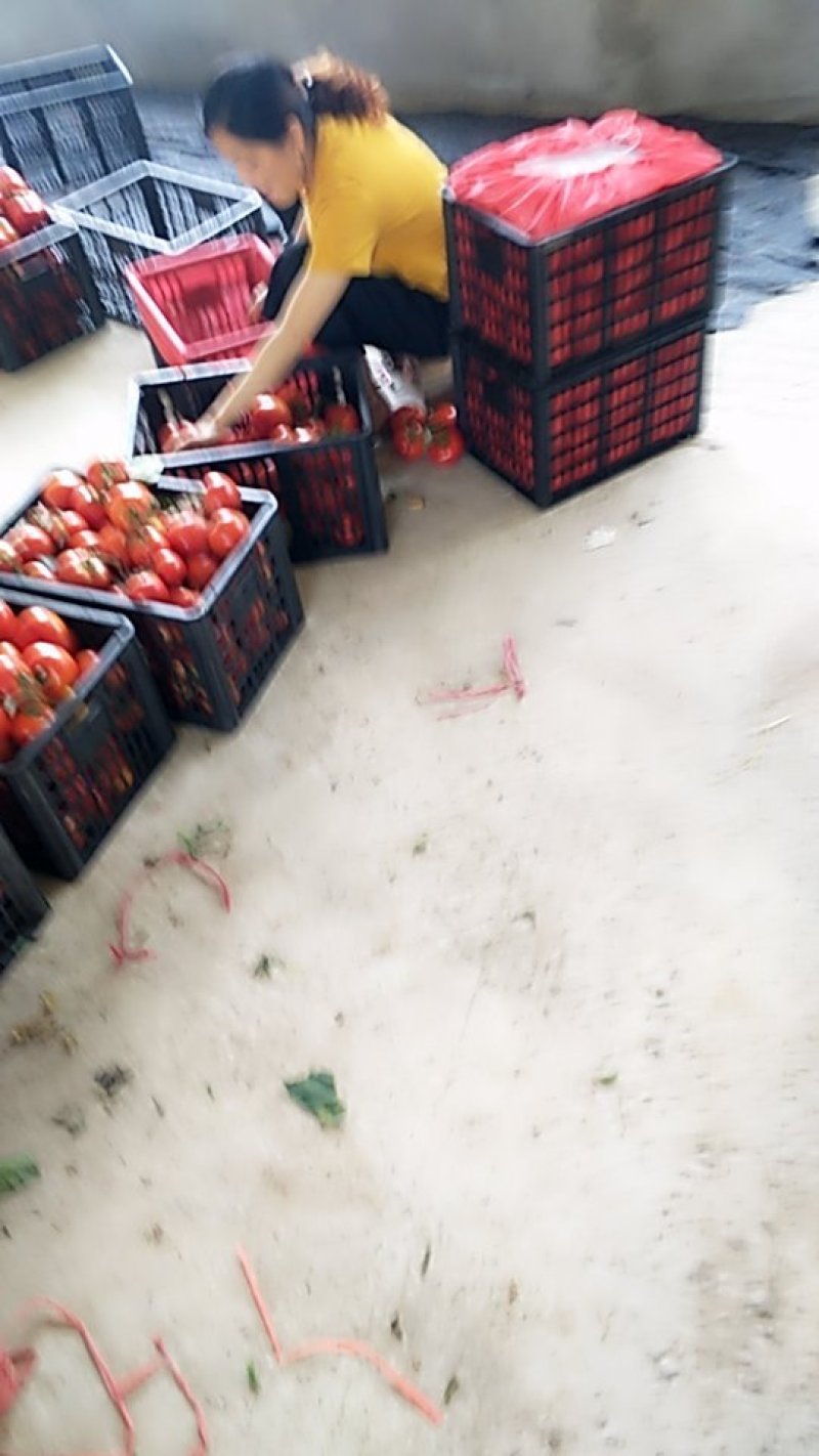 西红柿吊车收货一条龙