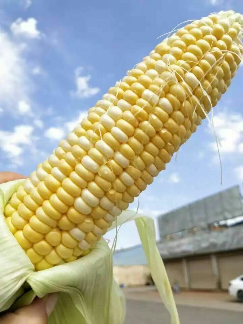 水果玉米