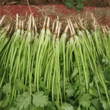 凌海叶菜类香菜大量上市