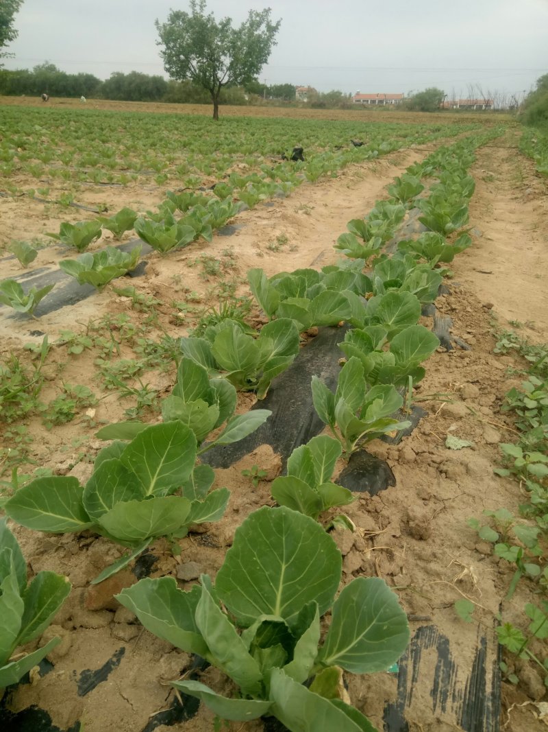 我基地2O19年甘蓝，芹菜现壮，甘蓝下图，