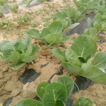 我基地2O19年甘蓝，芹菜现壮，甘蓝下图，