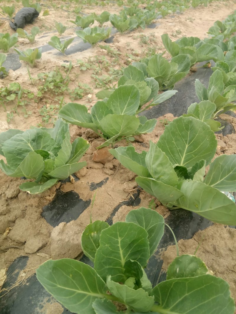 我基地2O19年甘蓝，芹菜现壮，甘蓝下图，