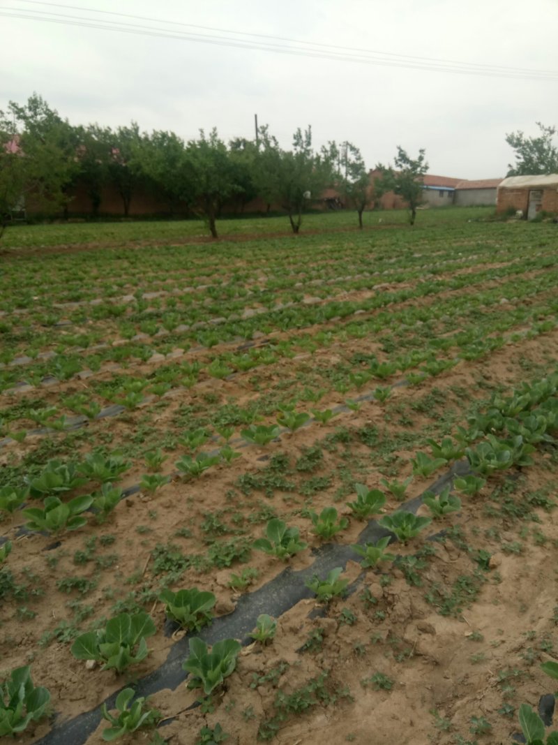 我基地2O19年甘蓝，芹菜现壮，甘蓝下图，