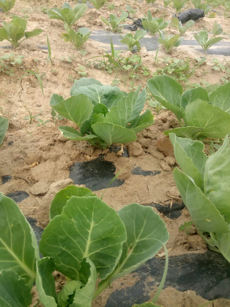 我基地2O19年甘蓝，芹菜现壮，甘蓝下图，
