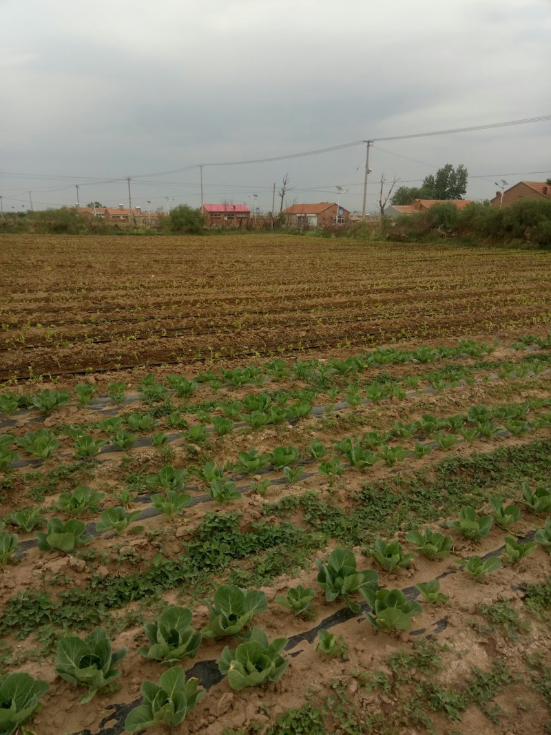 我基地2O19年甘蓝，芹菜现壮，甘蓝下图，