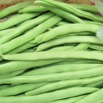 高山四季豆无筋豆，专业合作社种植，品质好，价格优