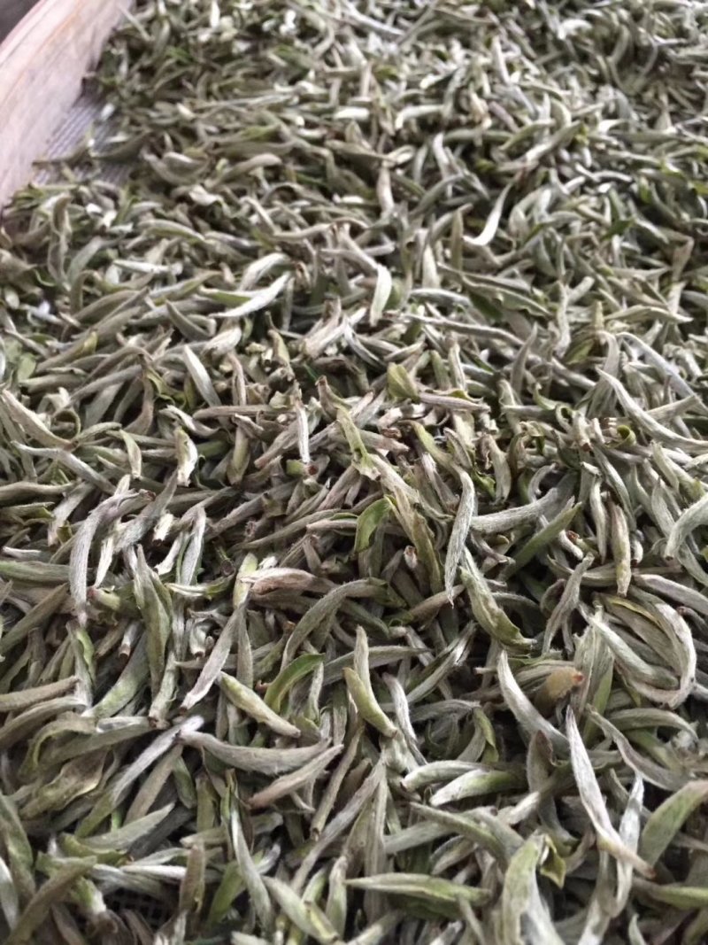 福鼎白茶高山头春白毫银针