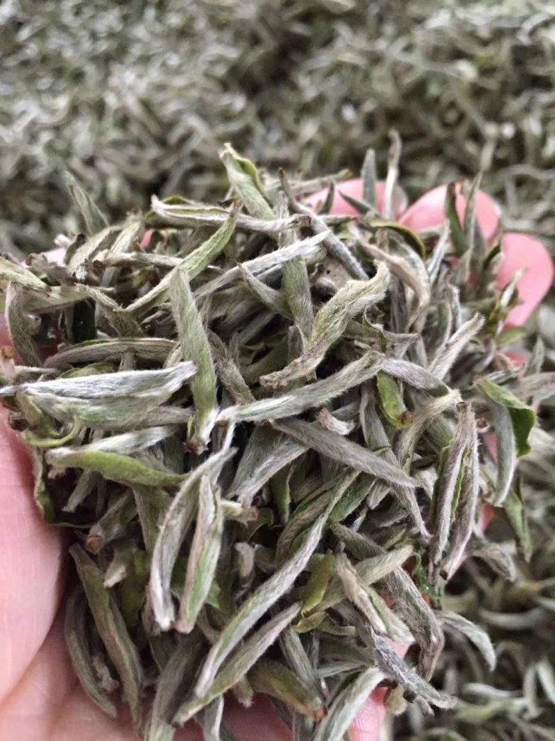 福鼎白茶高山头春白毫银针