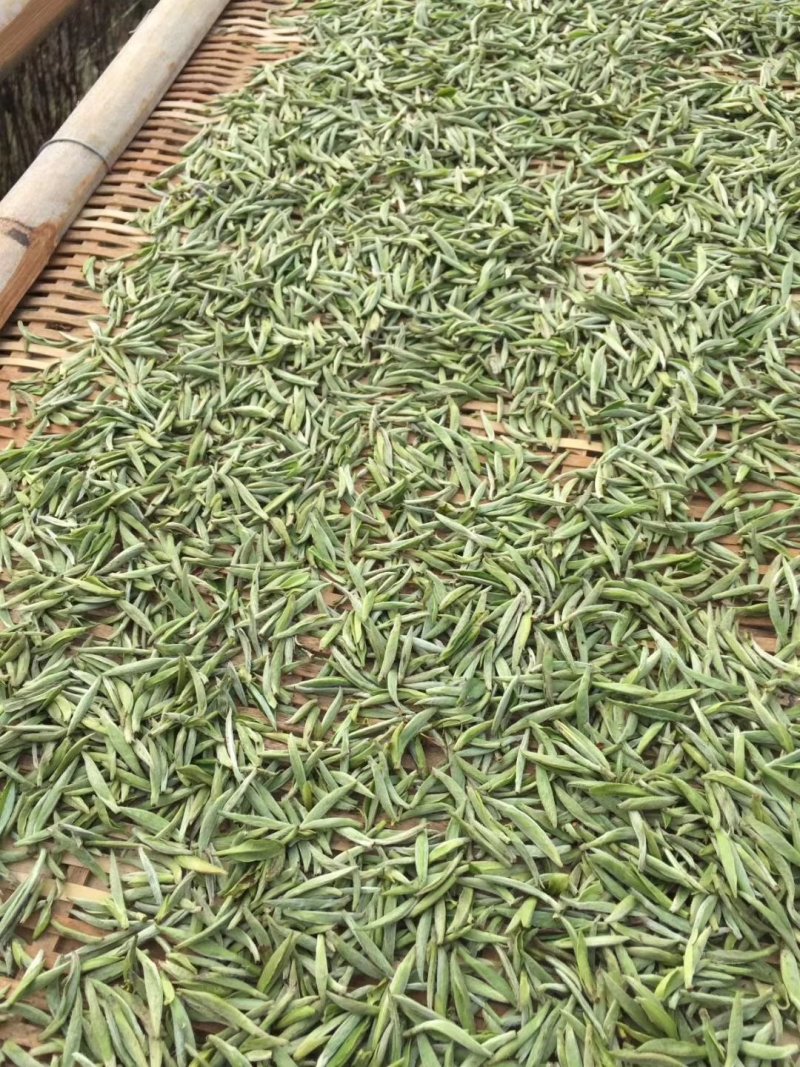 福鼎白茶高山头春白毫银针