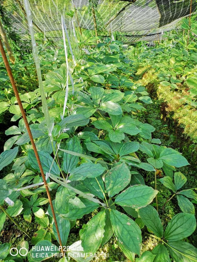 优质云南高杆滇重楼苗大量出售，价格优惠，购买越多优惠越多