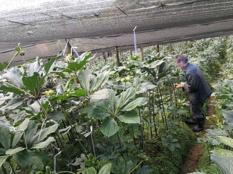 优质云南高杆滇重楼苗大量出售，价格优惠，购买越多优惠越多