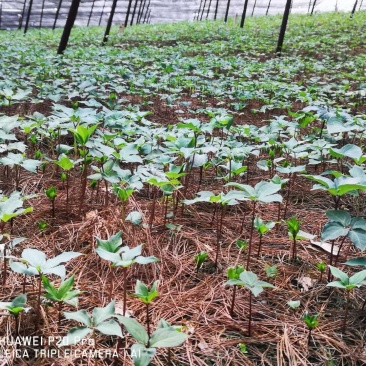 优质云南高杆滇重楼苗大量出售，价格优惠，购买越多优惠越多