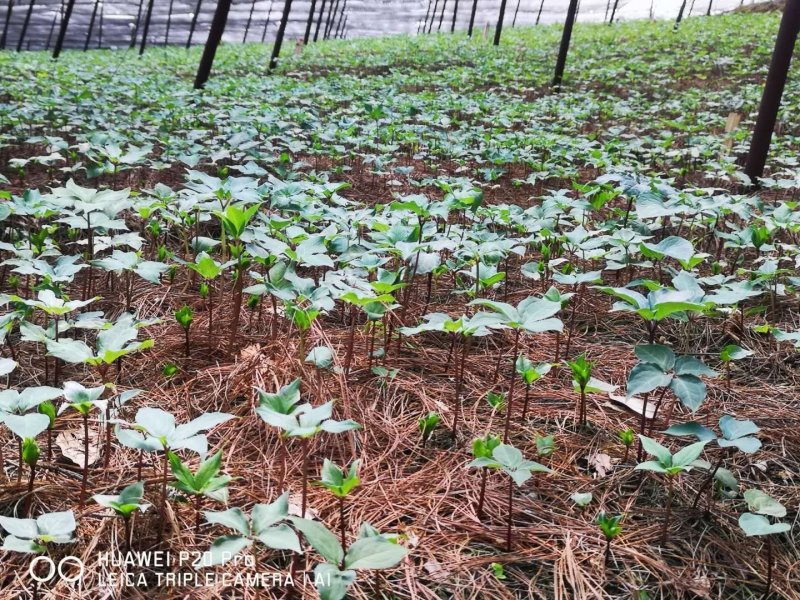 优质云南高杆滇重楼苗大量出售，价格优惠，购买越多优惠越多