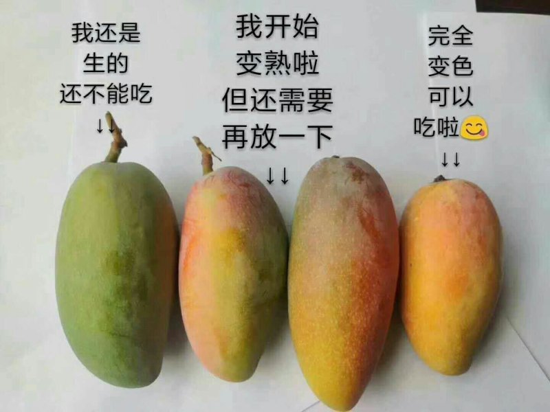 贵妃芒