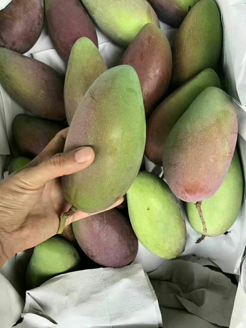 贵妃芒