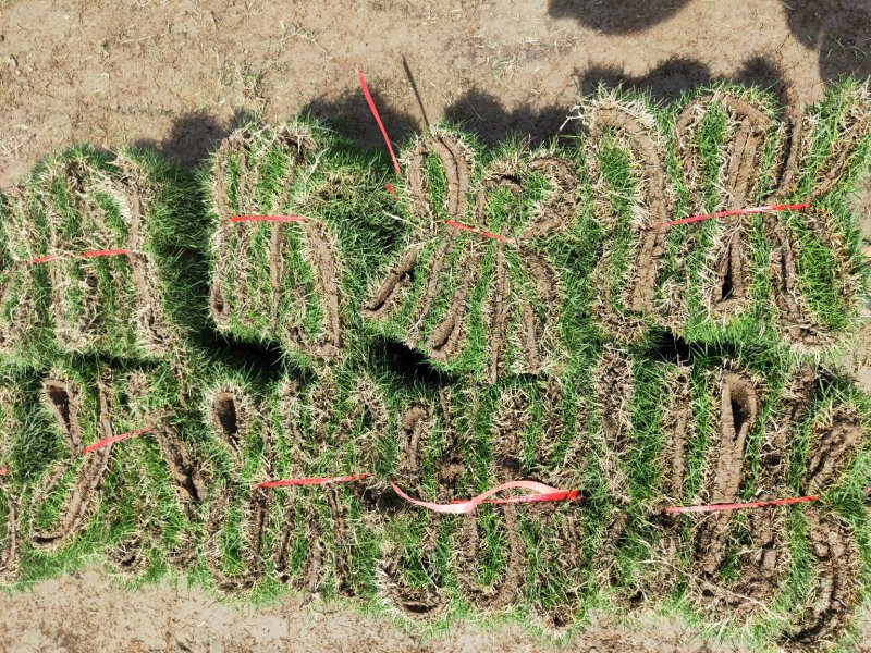 精品马尼拉草坪，草卷，草块……………………