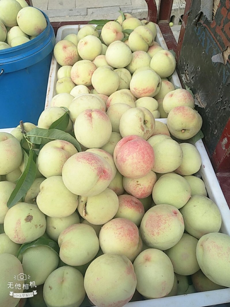 大久宝毛桃
