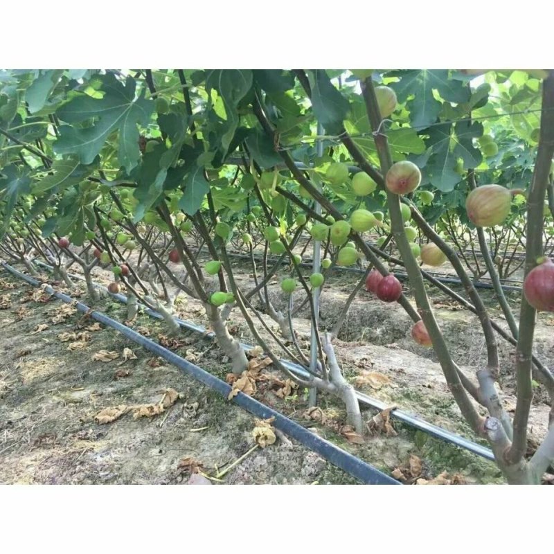 空运包邮波姬红无花果现摘现发3斤空运包邮