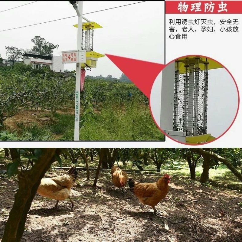 空运包邮波姬红无花果现摘现发3斤空运包邮