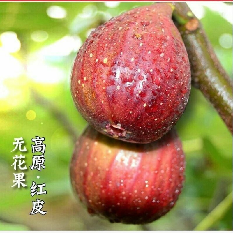 空运包邮波姬红无花果现摘现发3斤空运包邮