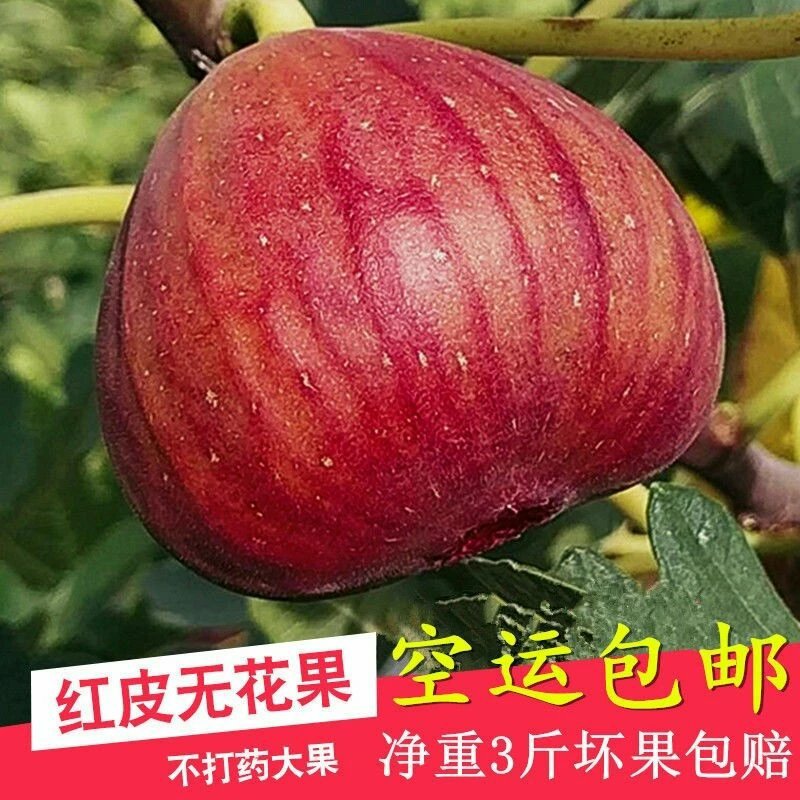 空运包邮波姬红无花果现摘现发3斤空运包邮