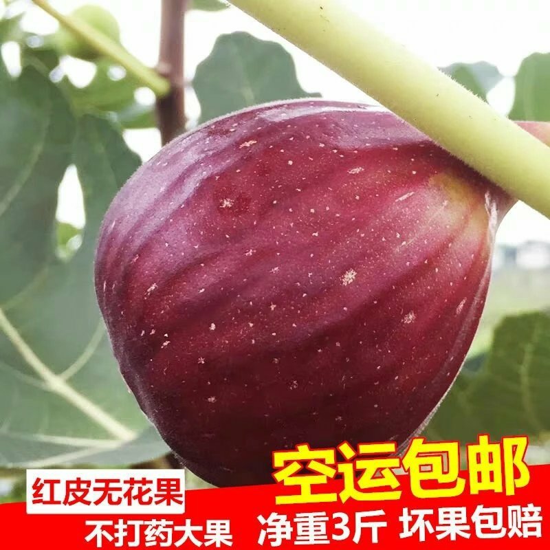 空运包邮波姬红无花果现摘现发3斤空运包邮