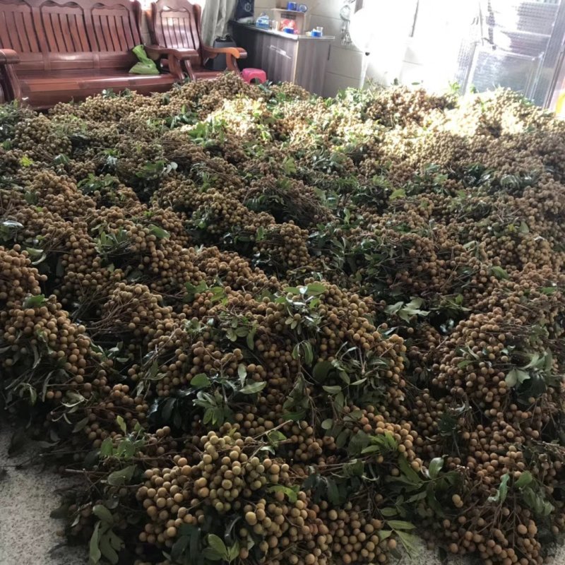 龙眼，石硖，储良产地直供一手货源，电商货，市场货大量上市
