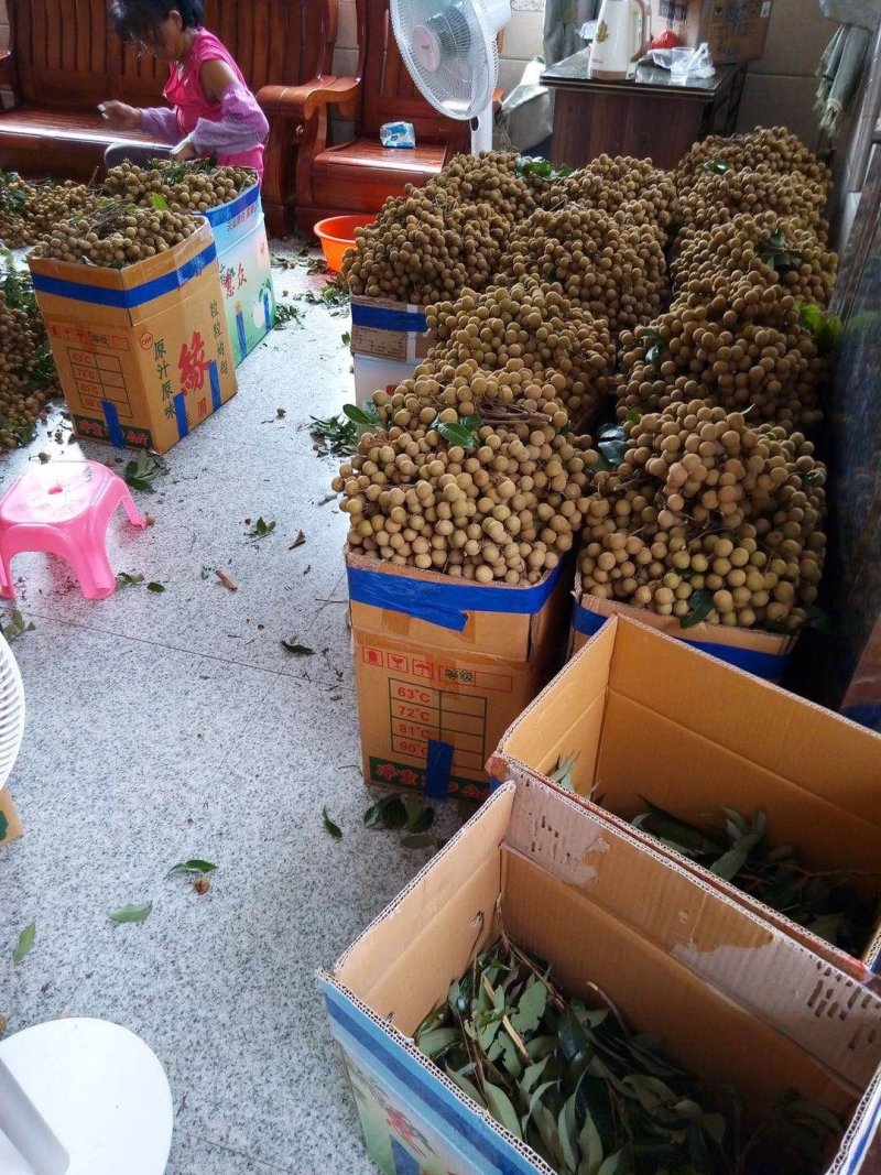 龙眼，石硖，储良产地直供一手货源，电商货，市场货大量上市