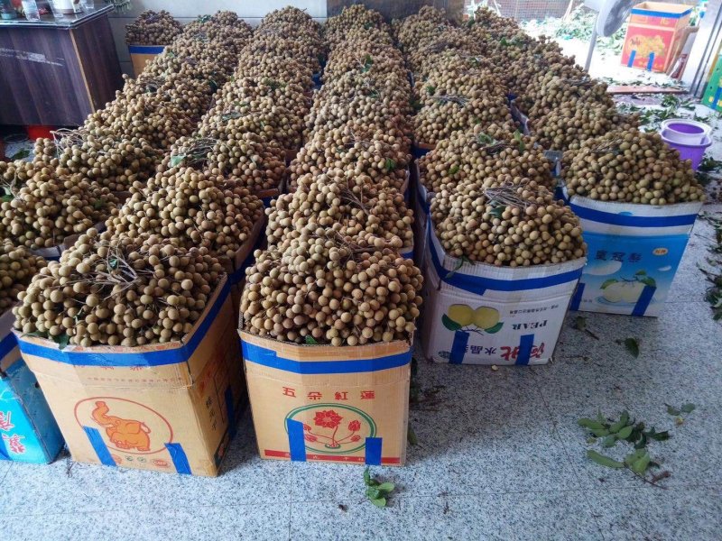 龙眼，石硖，储良产地直供一手货源，电商货，市场货大量上市