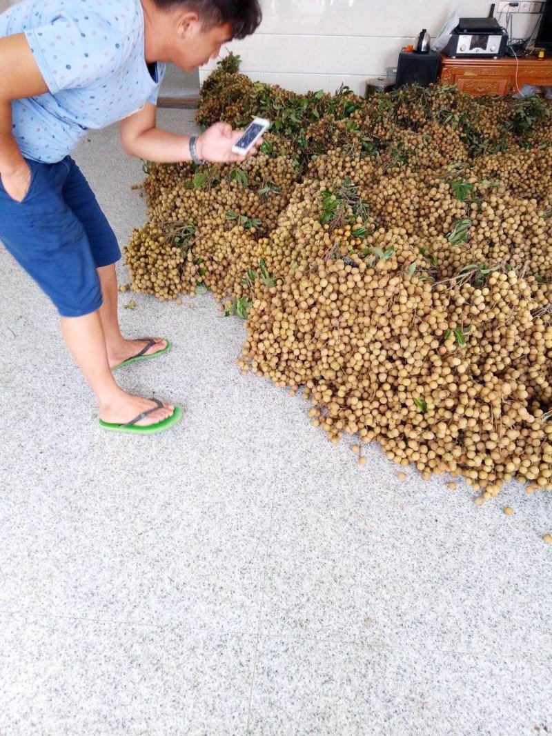 龙眼，石硖，储良产地直供一手货源，电商货，市场货大量上市